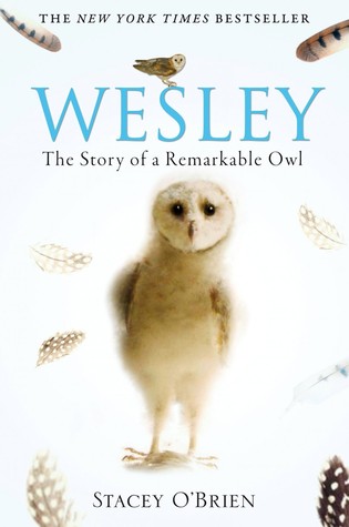 Wesley The Remarkable Story Of An Owl (2009)